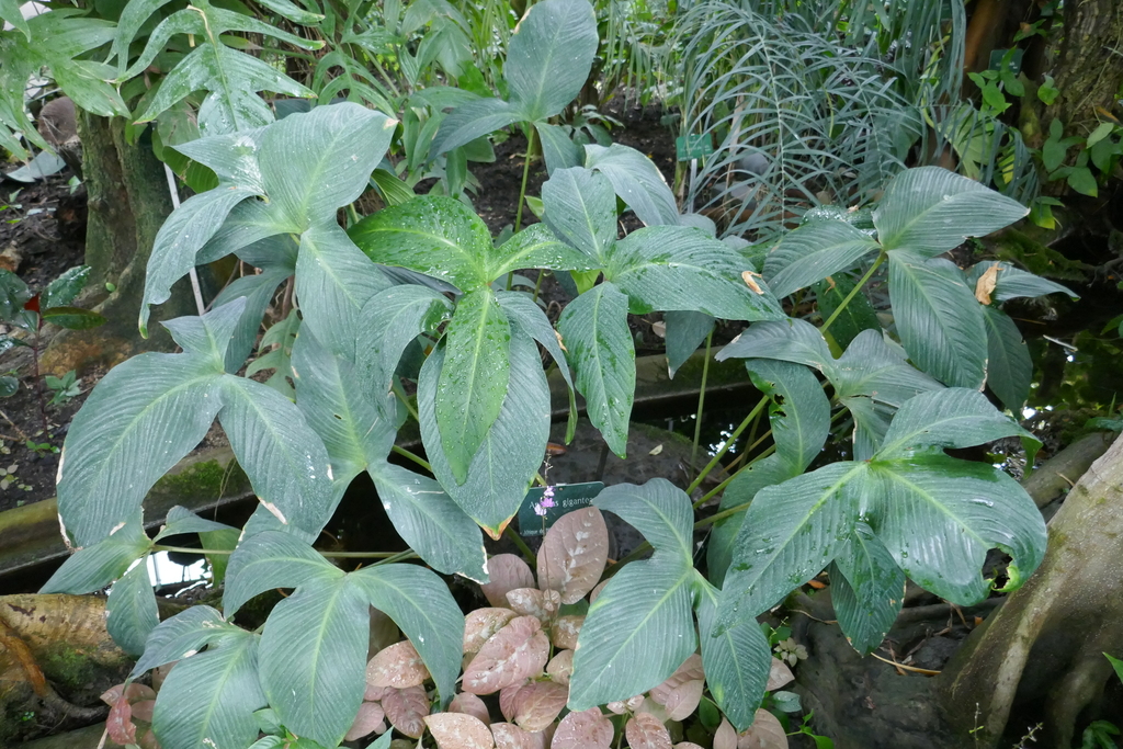 Anubias géant (Anubias gigantea)