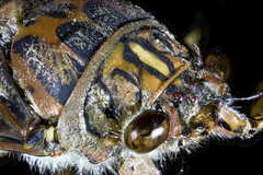 Amphipsalta cingulata