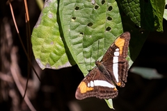 Adelpha serpa