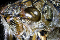 Amphipsalta cingulata