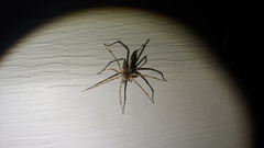 Araneae