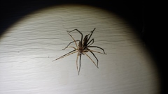 Araneae
