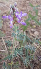 Dalea pogonathera