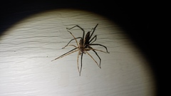 Araneae
