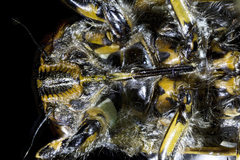 Amphipsalta cingulata