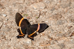Ancyluris aulestes pandama