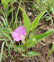 Ipomoea madrensis