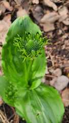 Malaxis brachyrrhynchos