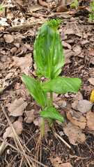 Malaxis brachyrrhynchos