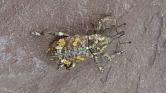 Larinus carlinae