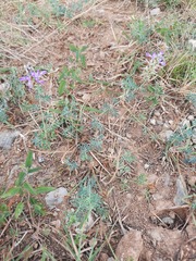 Dalea pogonathera