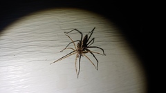 Araneae
