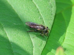 Atomosia puella