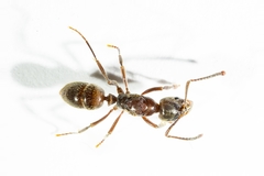 Ponerinae
