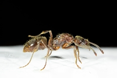 Ponerinae