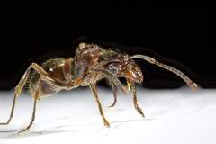 Ponerinae