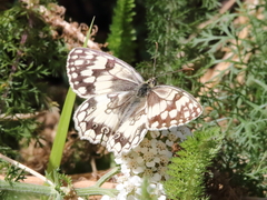 Melanargia larissa