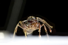 Ponerinae