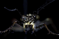 Neocicindela tuberculata