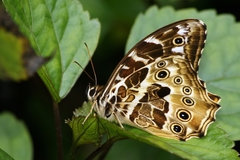 Neope armandii
