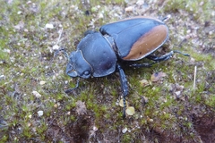 Neolucanus parryi