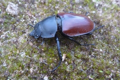 Neolucanus robustus maekajanensis