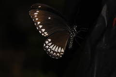 Papilio dravidarum