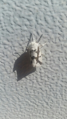 Euerythra phasma