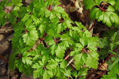 Geranium robertianum