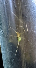 Phylloneta pictipes