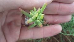 Delosperma testaceum