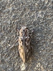 Chalcophora angulicollis