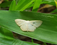 Scopula