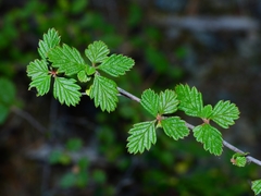 Holodiscus discolor cedrorum