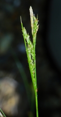 Carex mendocinensis