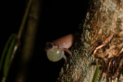 Pseudophilautus amboli