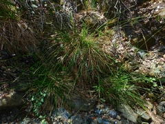 Carex mendocinensis