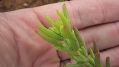 Delosperma testaceum