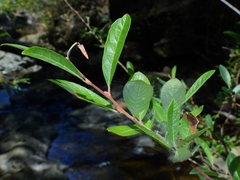 Salix breweri