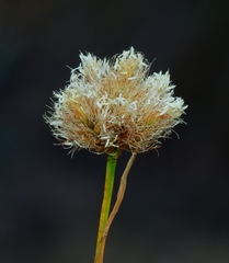 Calliscirpus criniger