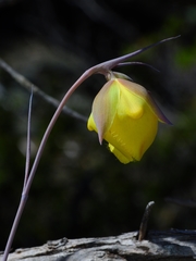 Calochortus raichei