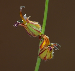 Streptanthus morrisonii morrisonii