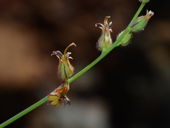 Streptanthus morrisonii morrisonii