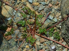 Cymopterus terebinthinus californicus