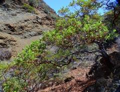 Arctostaphylos bakeri sublaevis
