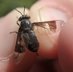 Chrysops carbonarius