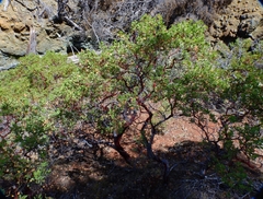 Arctostaphylos bakeri sublaevis