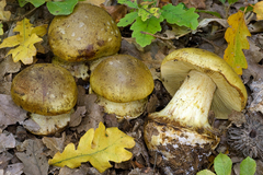 Cortinarius xanthochlorus