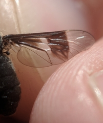 Chrysops carbonarius