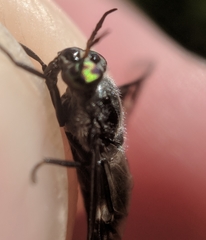 Chrysops carbonarius